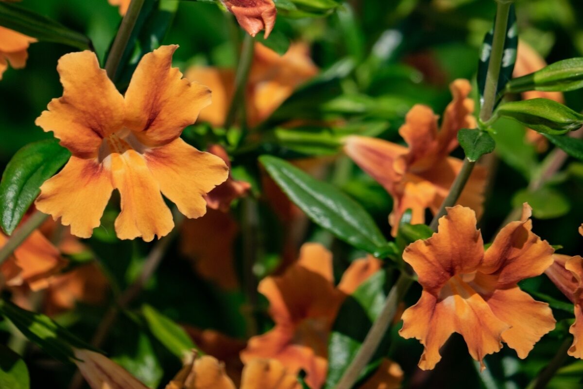 Monkey flower bush