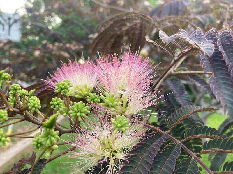 Mimosa Tree