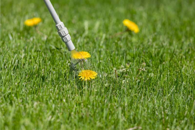 spraying weed killer herbicide