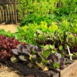 Digging In: 11 Steps to Start a Vegetable Garden