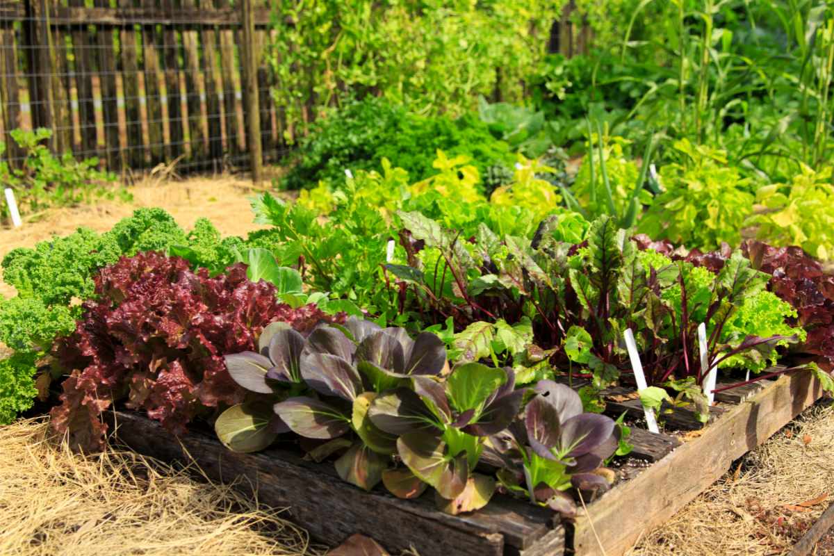 vegetable garden with a fence