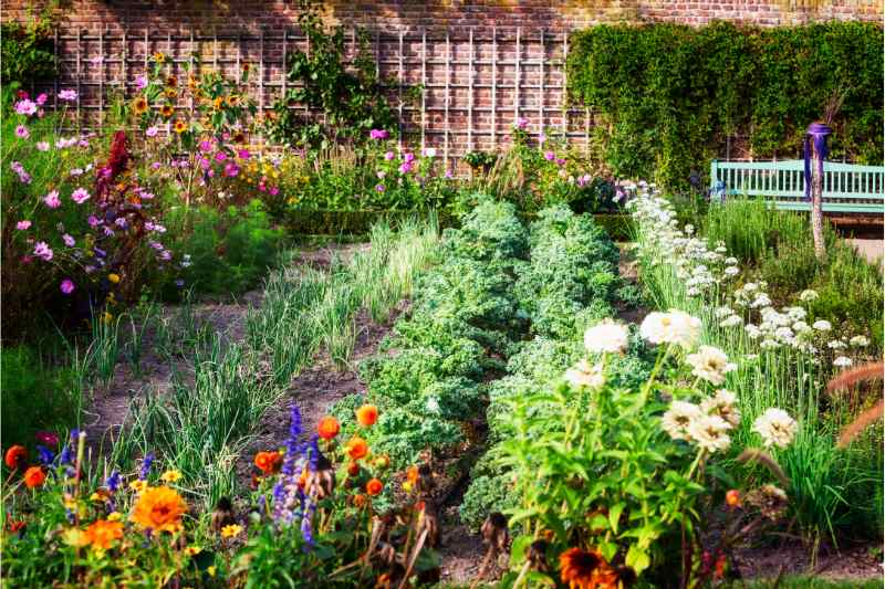 plants in a vegetable garden