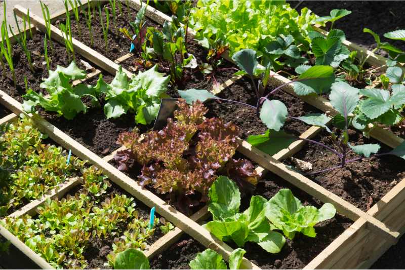 raised garden bed for vegetable