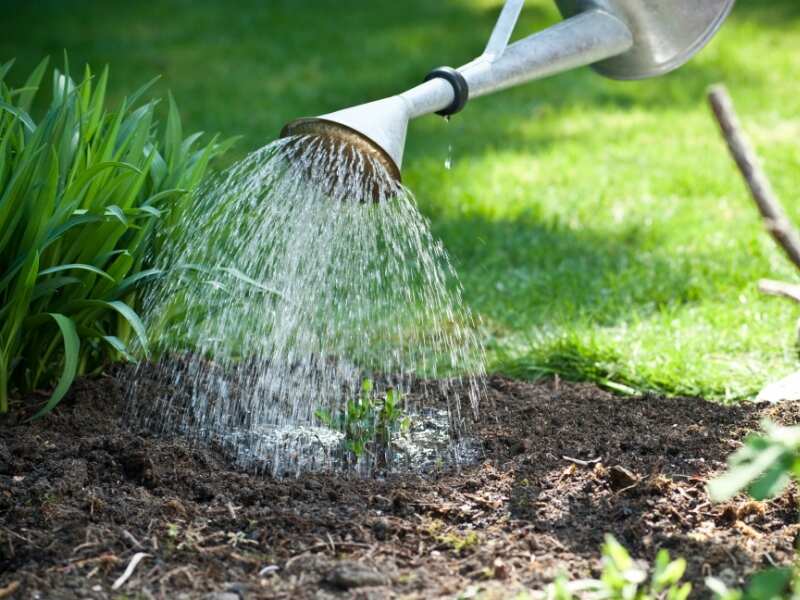 watering garden using a watering can