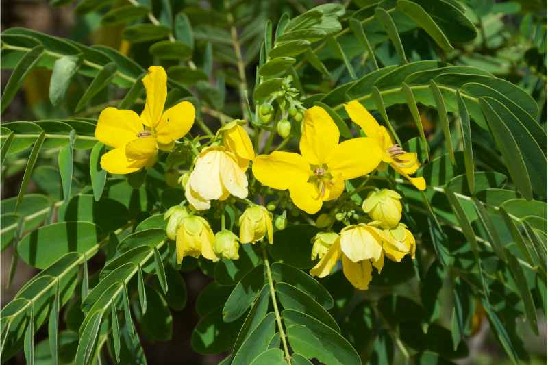 yellow colored flowers of a plant 