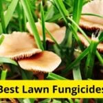 8 Best Lawn Fungicides of 2024 [Reviews]