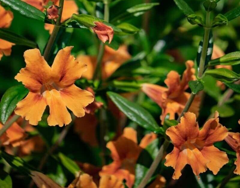 closeup of Bush Monkey Flower with yellow leaves