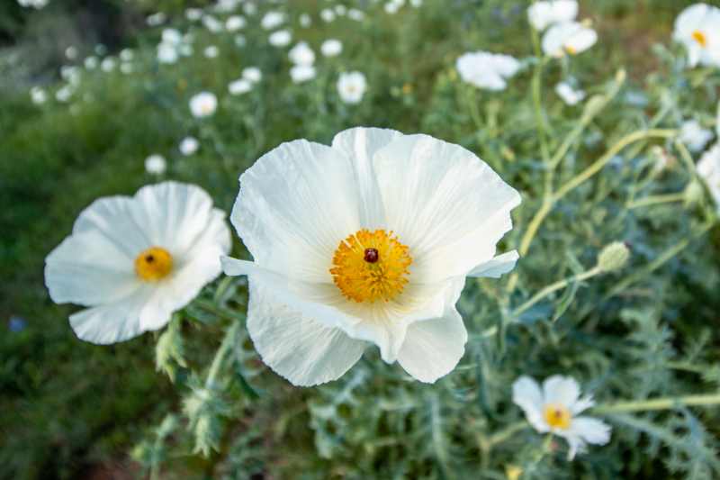 closeup of Coulters Matilija Poppy