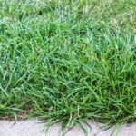 Using Pre-Emergent Herbicides the Right Way to Kill Your Lawn’s Weeds