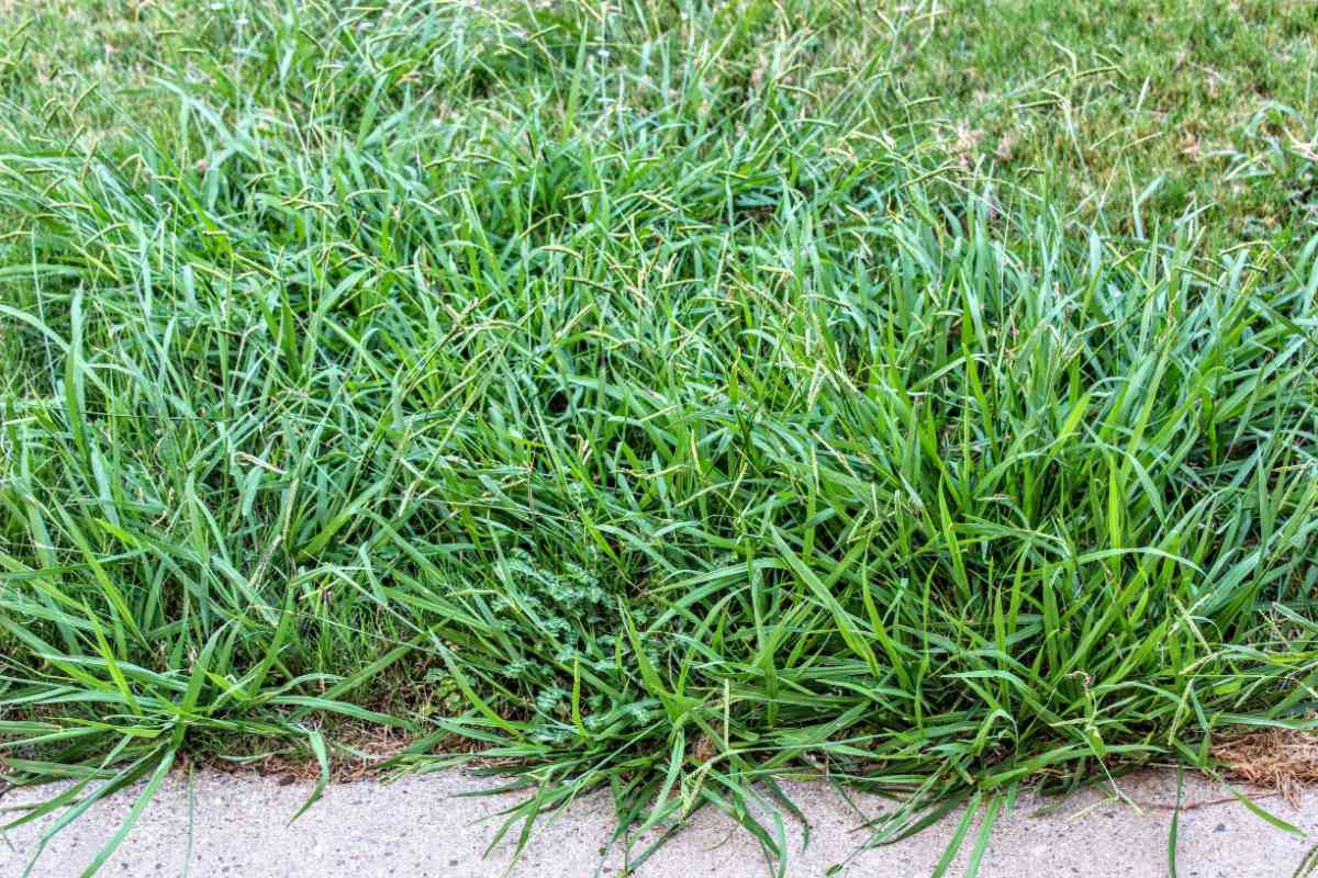 lawn taken over by crabgrass
