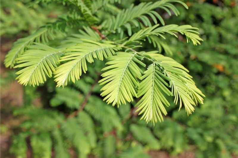Green leaves of dawn redwood plant