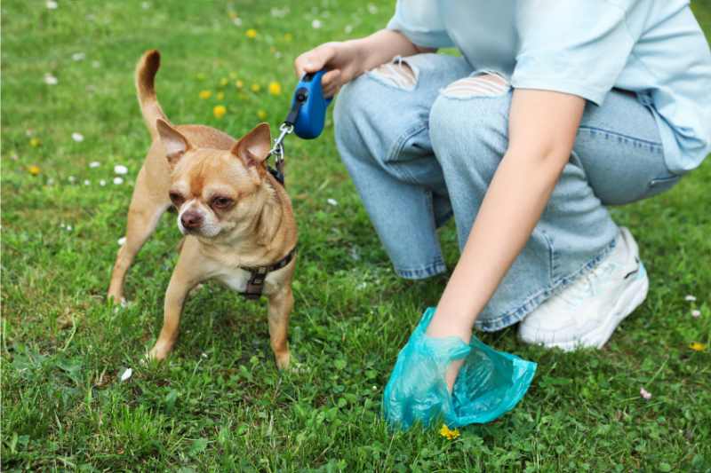 girl cleaning dog poop from lawn