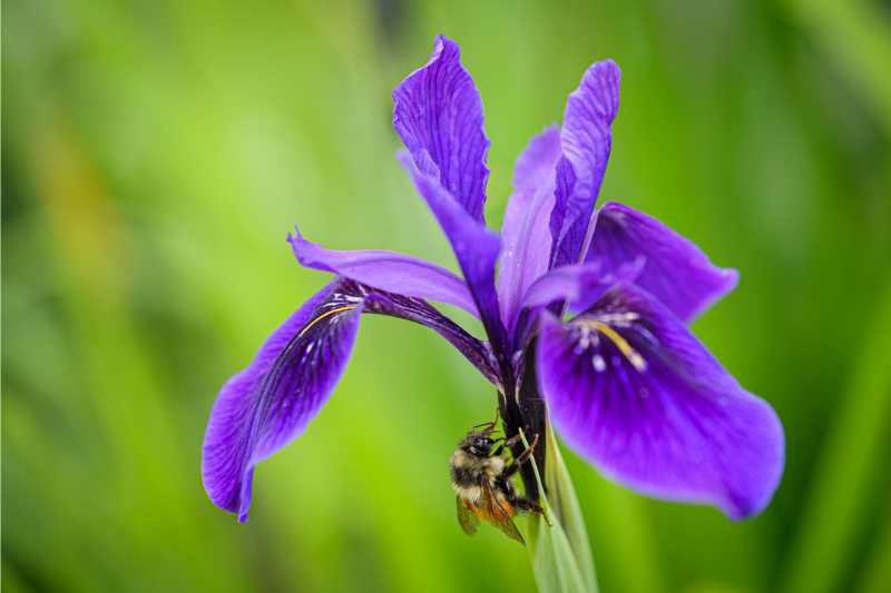 closeup of Douglas Iris flower