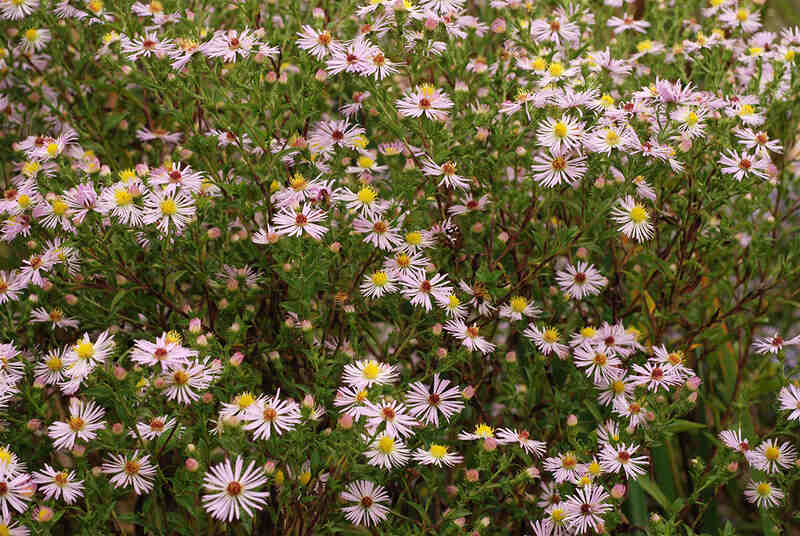 pink flowers in a garden