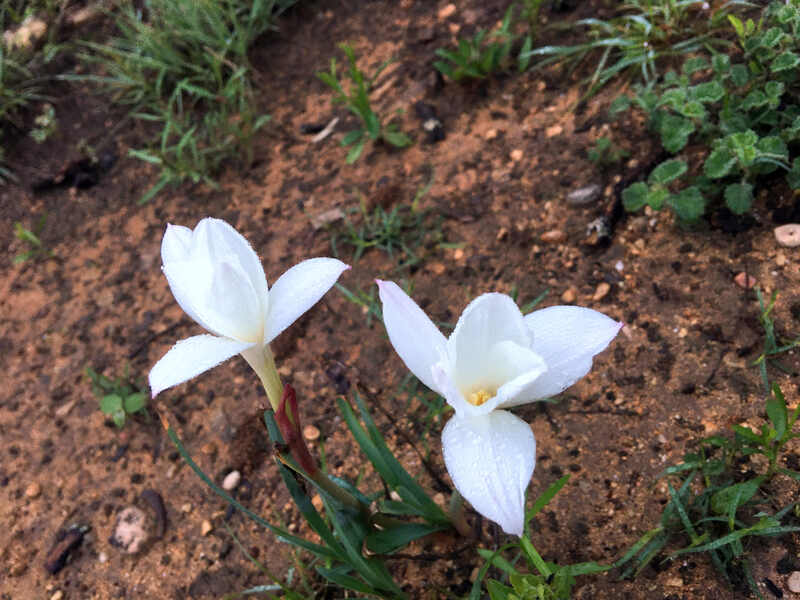 white blooming flowers of evening rain lilies