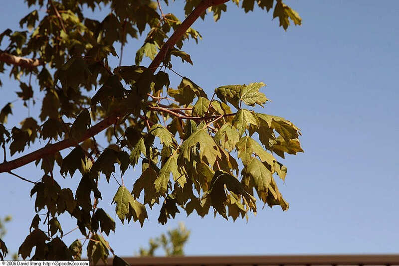 green leaves on a tree