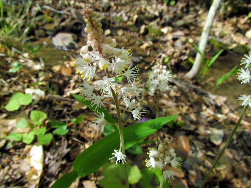 white flowers blooming