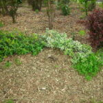 How Deep Should Mulch Be?