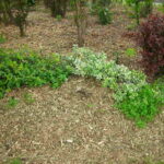 How Deep Should Mulch Be?