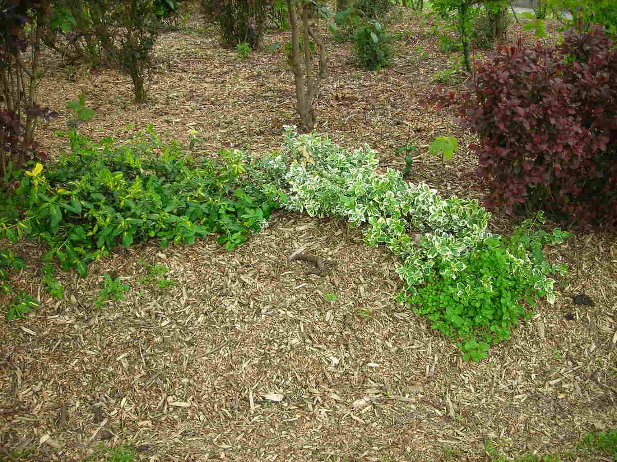 mulch in a garden