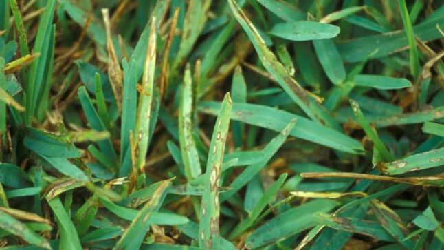 Gray Leaf Spot