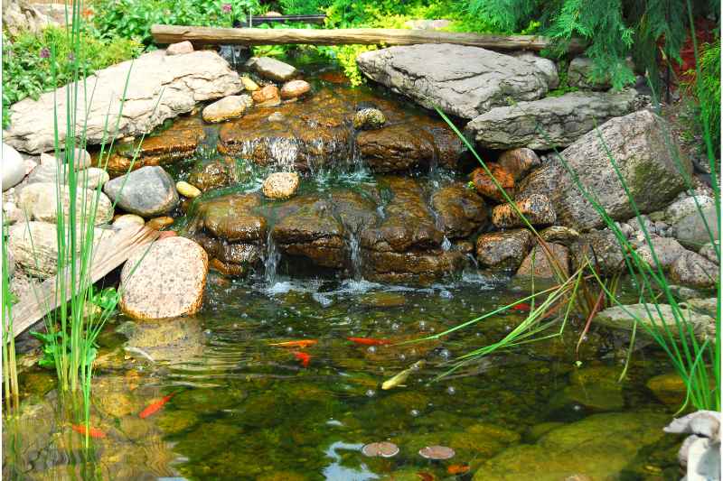 fishes in a koi pond