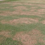 Large Patch Lawn Disease Demystified: Identification and Prevention Tips