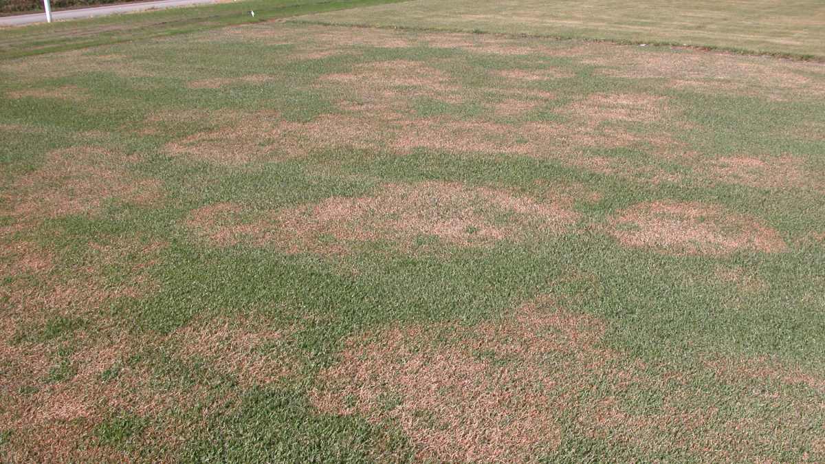 Large Patch in turf
