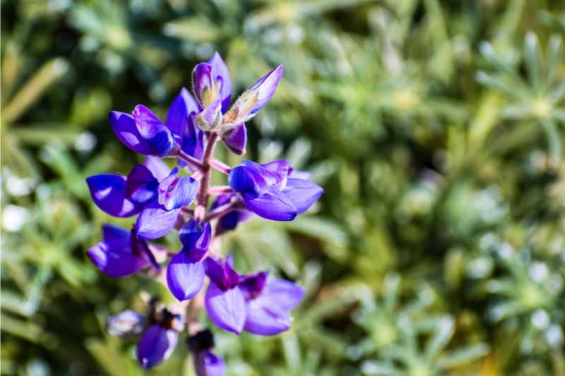 closeup image of silver lupine