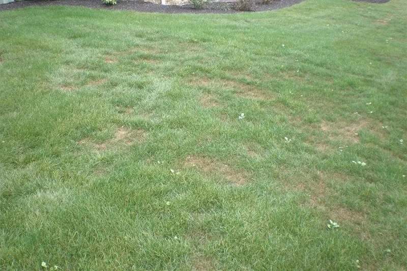 Brown, dead patches in the grass, typical of melting-out disease caused by fungal pathogens