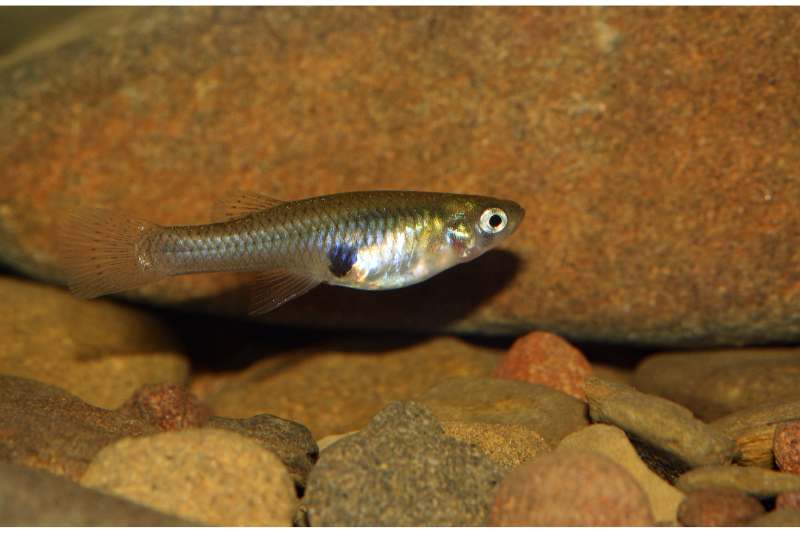 picture of a mosquitofish