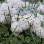 What is Slime Mold, and Does it Hurt Grass?