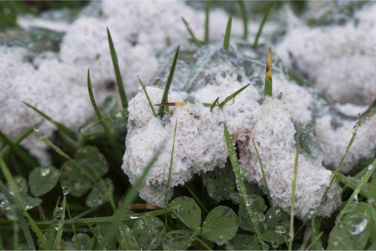 What is Slime Mold, and Does it Hurt Grass?