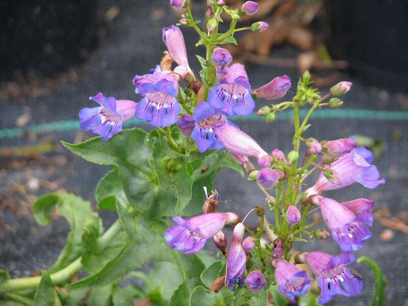 closeup image of Penstemon spectabilis