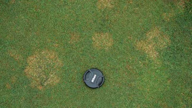 Pink Snow Mold (Microdochium patch)