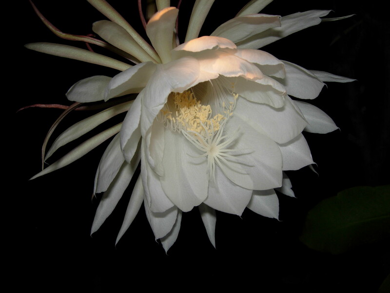 Queen of the Night flower