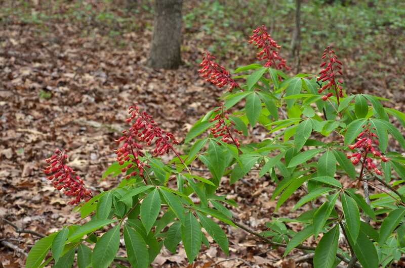 red flowers of a plant