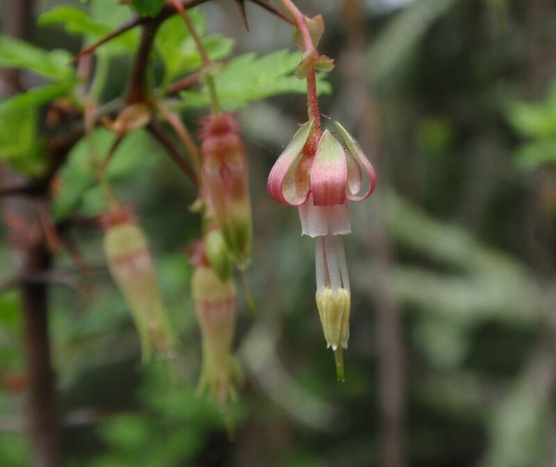 closeup of Ribes californicum