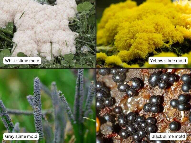 4 different slime molds: white, yellow, grey and black