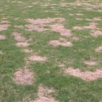 How to Identify, Control, and Prevent Spring Dead Spot Lawn Disease