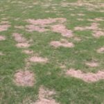 How to Identify, Control, and Prevent Spring Dead Spot Lawn Disease