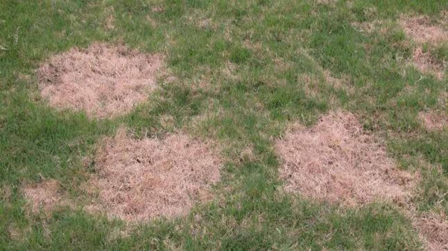 Spring Dead Spot disease in lawn