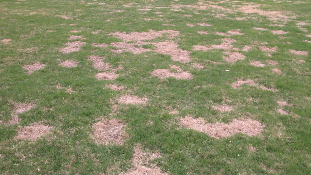 Spring Dead Spot disease in a lawn