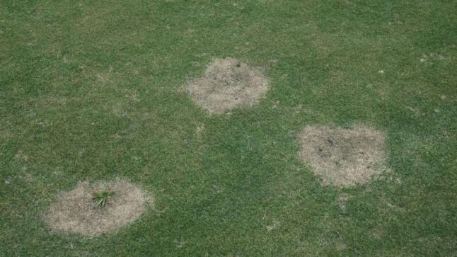 Spring Dead Spot symptoms