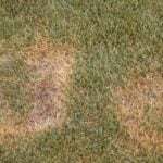 How to Identify, Control, and Prevent Summer Patch Lawn Disease