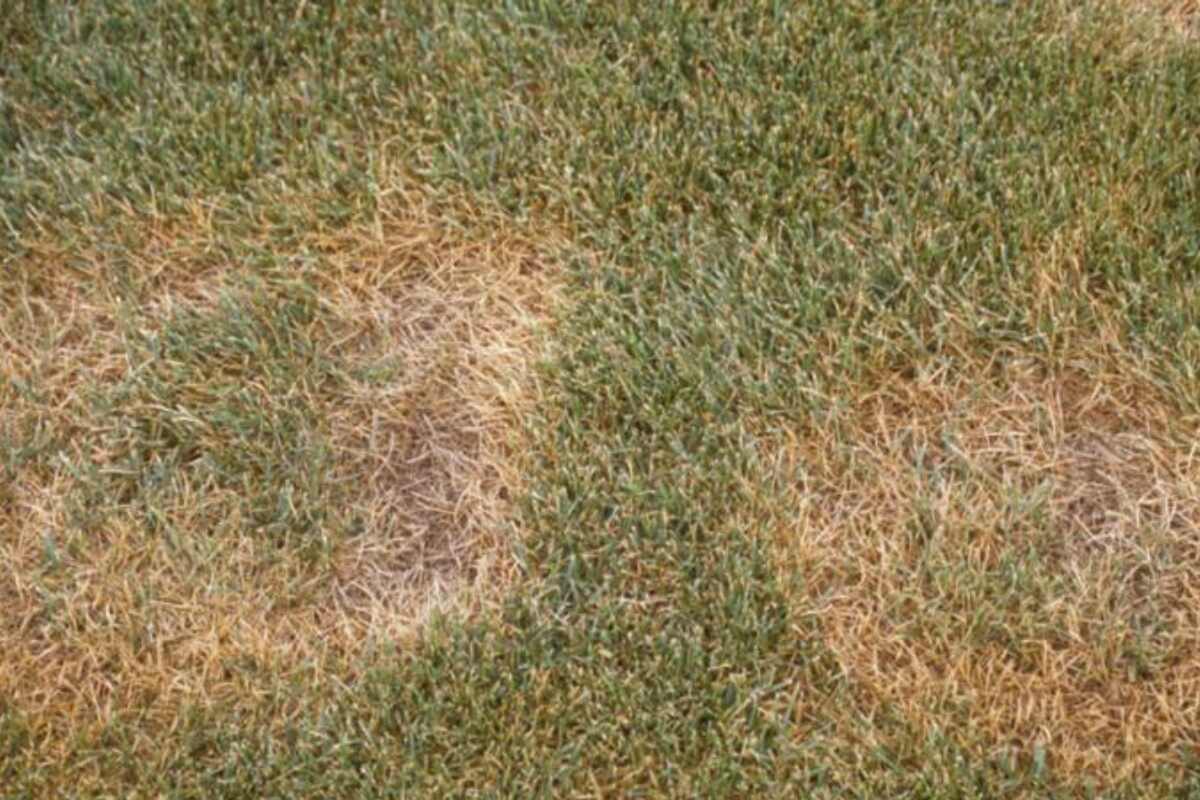 Summer patch lawn disease