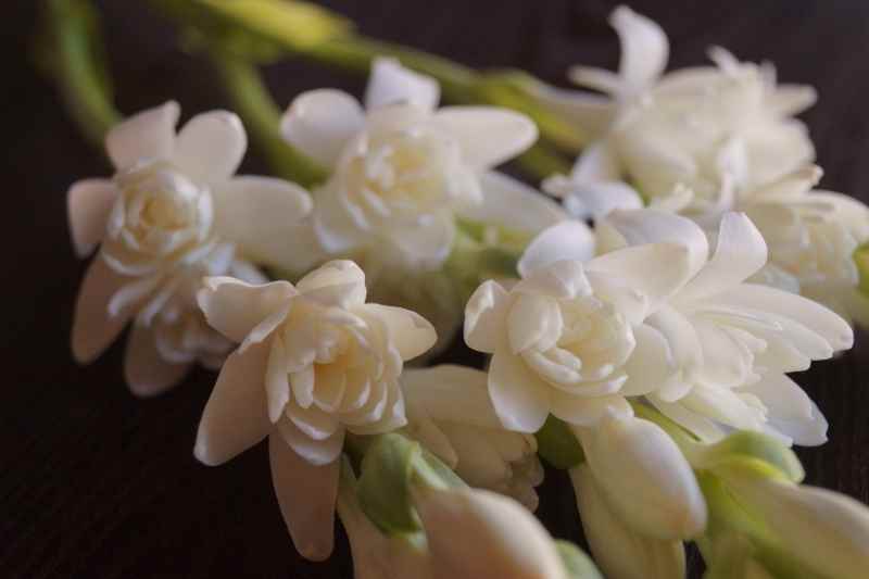 beautiful white flowers of tuberose