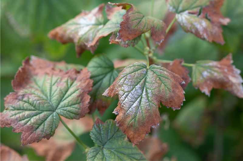 Verticillium Wilt disease on a plant leaf