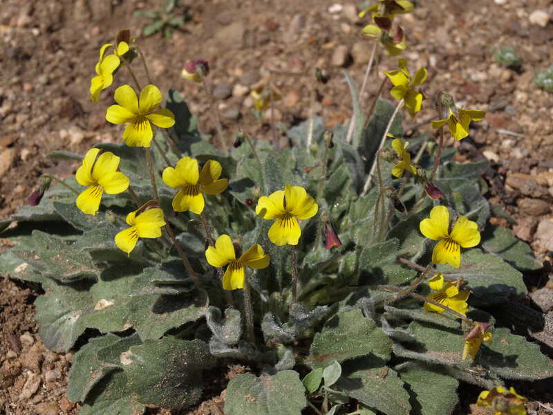 closeup image of mountain violet plant