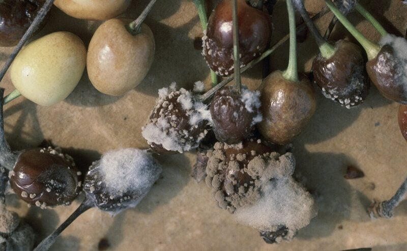 cherries infected by Monilinia fructicola